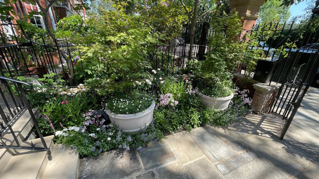 Landscape front courtyard perenial border in Chelsea